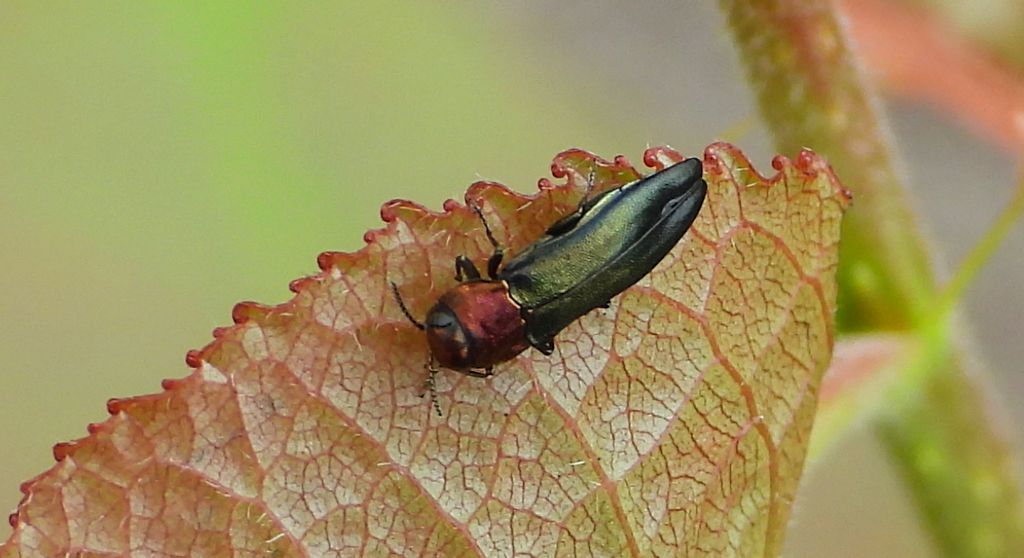 Opiętek topolowiec (Agrilus pratensis)