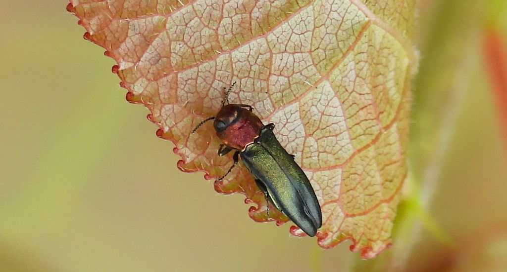 Opiętek topolowiec (Agrilus pratensis)