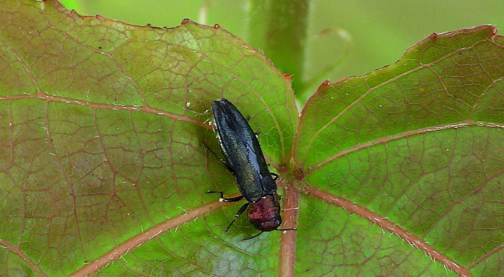 Opiętek topolowiec (Agrilus pratensis)