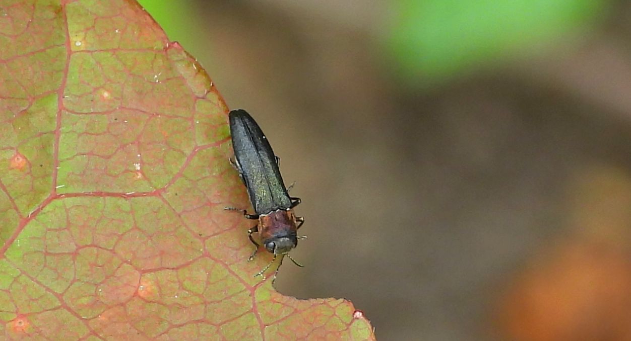 Opiętek topolowiec (Agrilus pratensis)