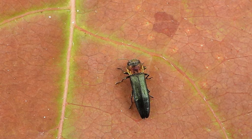Opiętek topolowiec (Agrilus pratensis)