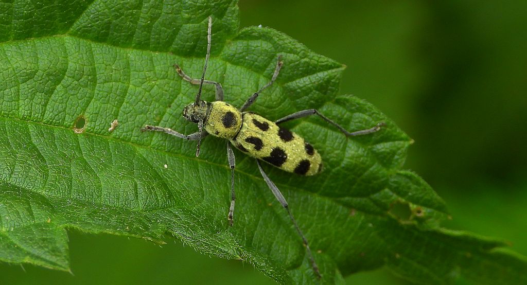 Tryk lipowy, tryk zielony (Chlorophorus herbstii)