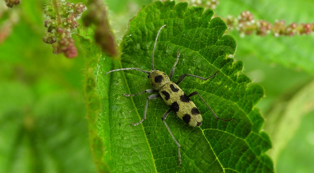 Tryk lipowy, tryk zielony (Chlorophorus herbstii)