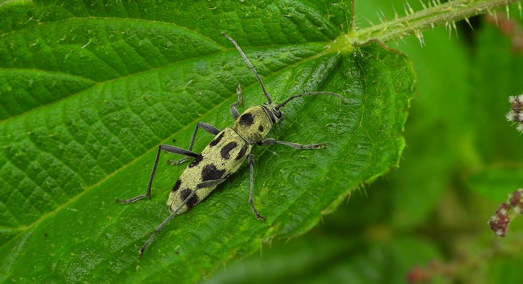 Tryk lipowy, tryk zielony (Chlorophorus herbstii)