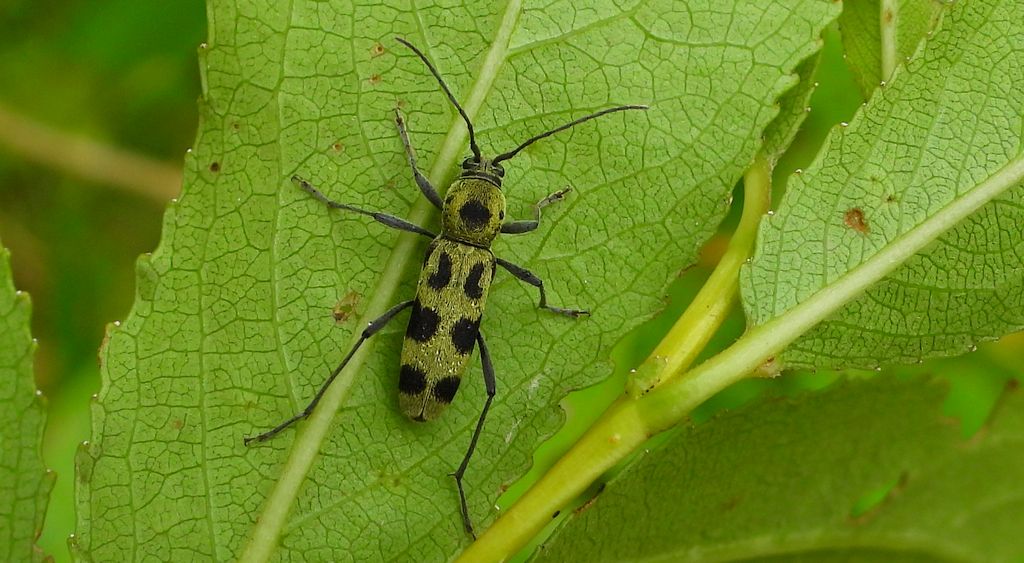 Tryk lipowy, tryk zielony (Chlorophorus herbstii)