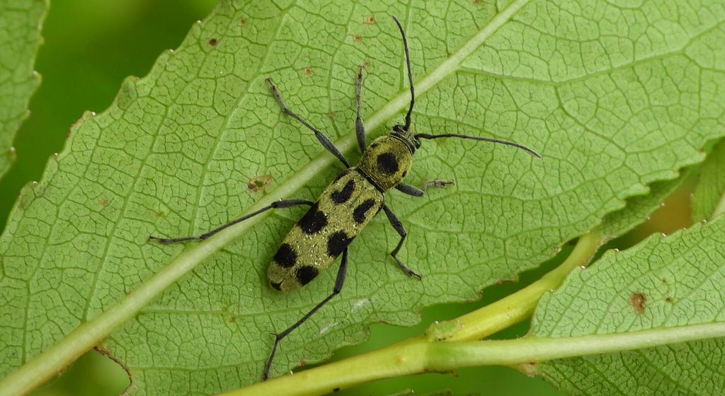 Tryk lipowy, tryk zielony (Chlorophorus herbstii)