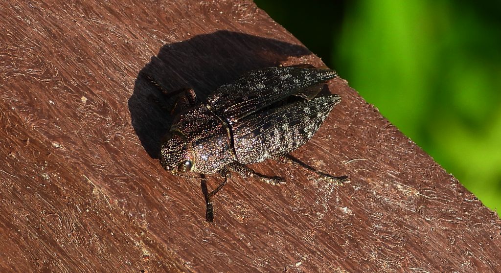 Poraj olchowiec (Dicerca alni)