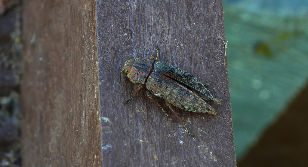 Poraj olchowiec (Dicerca alni)