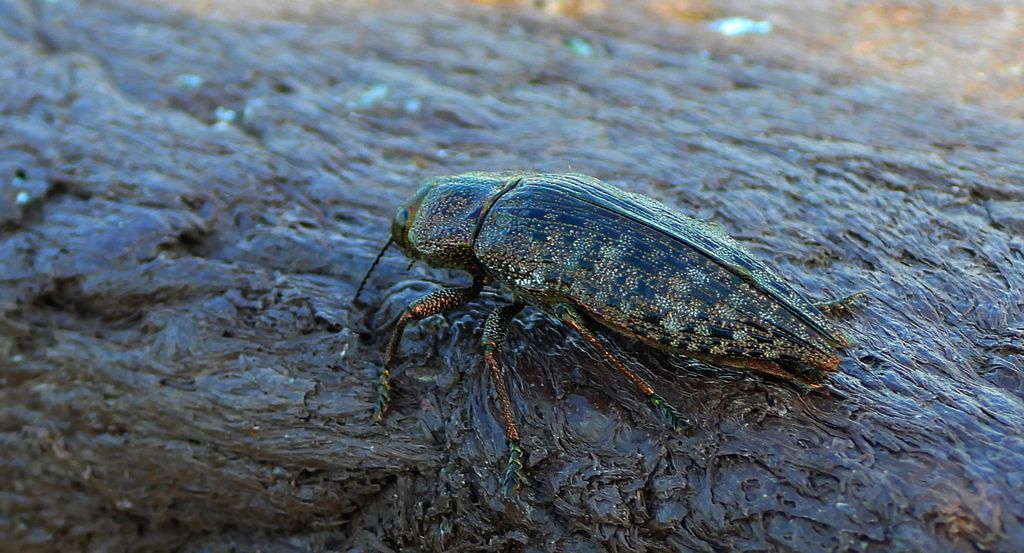 Poraj olchowiec (Dicerca alni)