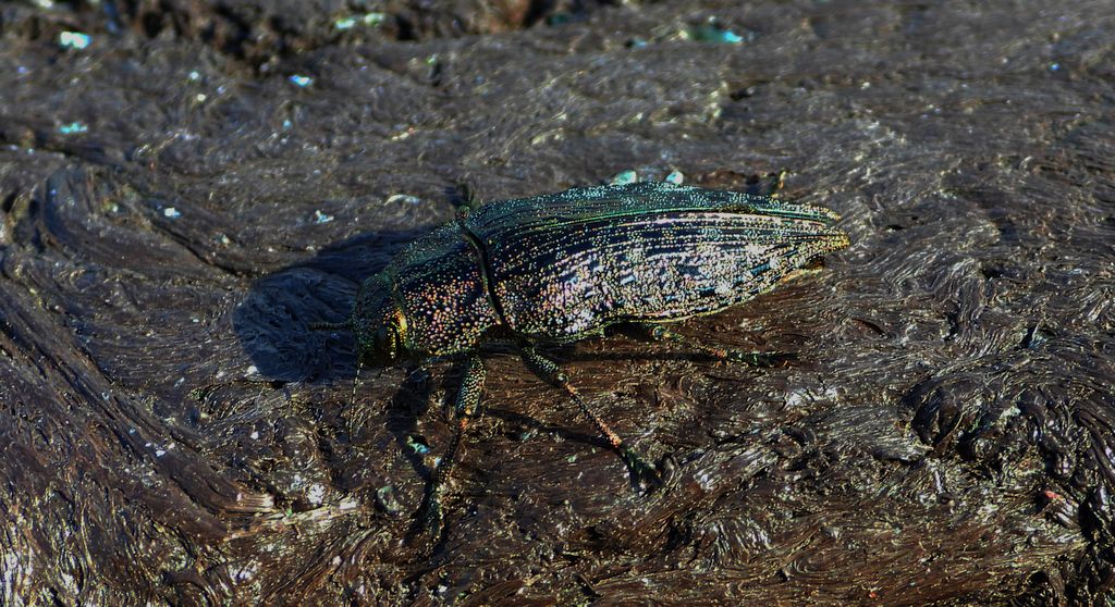 Poraj olchowiec (Dicerca alni)