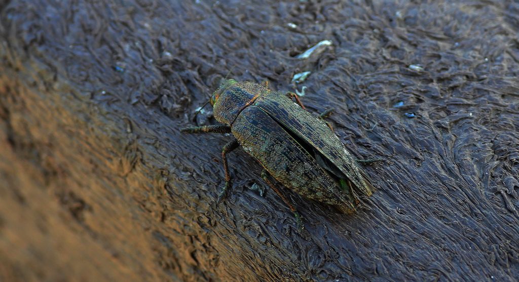 Poraj olchowiec (Dicerca alni)