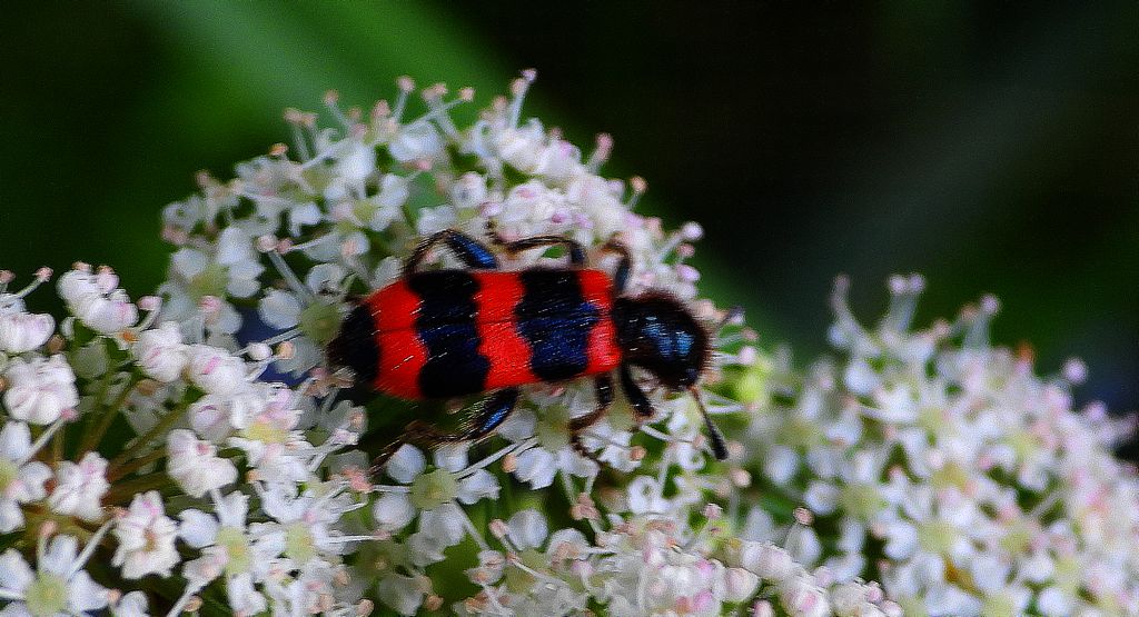 Barciel pszczołowiec (Trichodes apiarius)