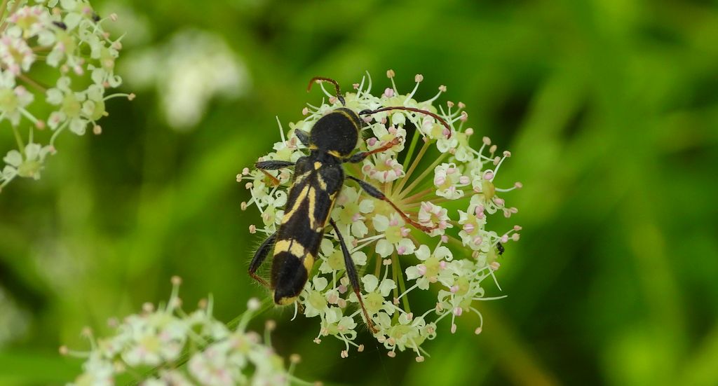 Biegowiec klonowy (Cyrtoclytus capra)