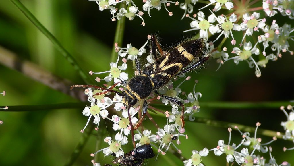 Biegowiec klonowy (Cyrtoclytus capra)