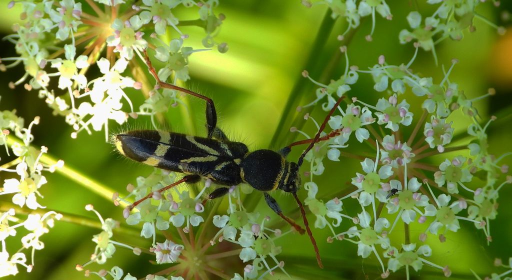 Biegowiec klonowy (Cyrtoclytus capra)