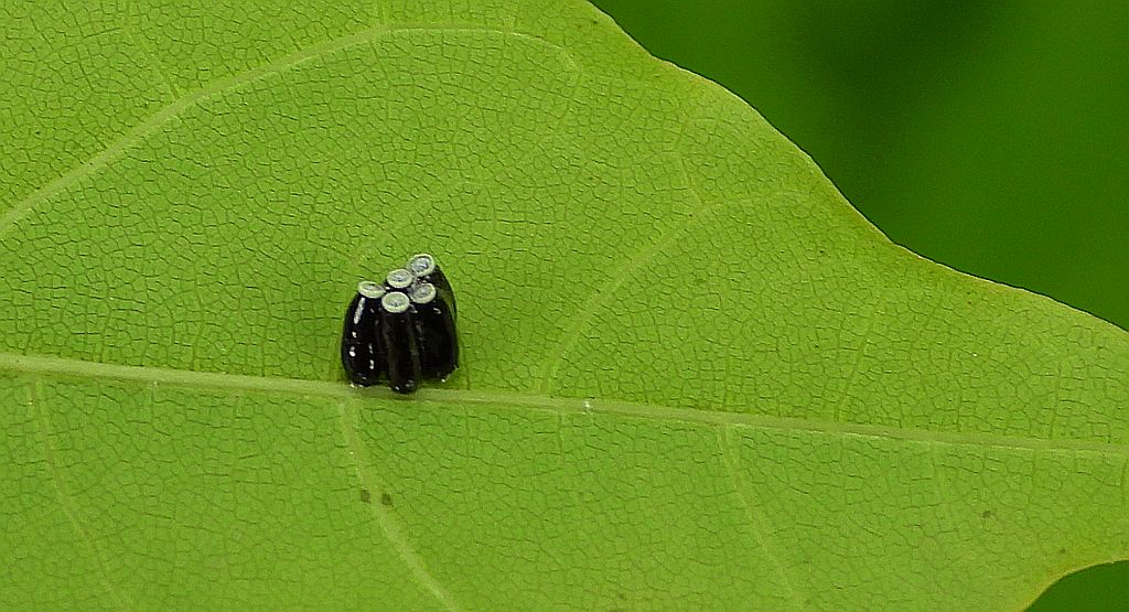Srogoń napastnik (Rhynocoris annulatus)