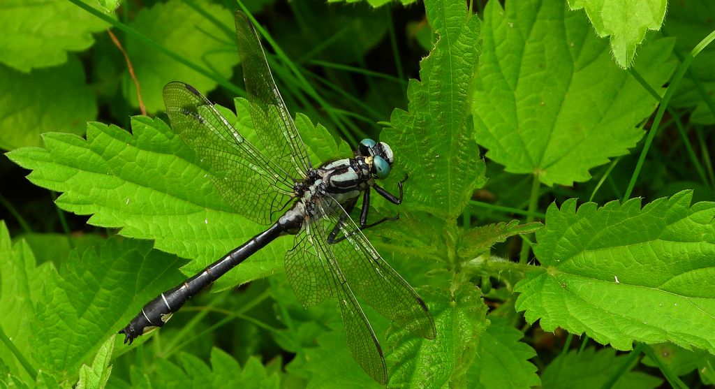 Gadziogłówka pospolita, gadzigłówka zwyczajna (Gomphus vulgatissimus)