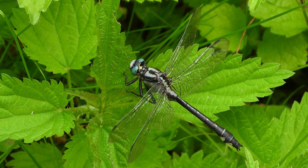 Gadziogłówka pospolita, gadzigłówka zwyczajna (Gomphus vulgatissimus)