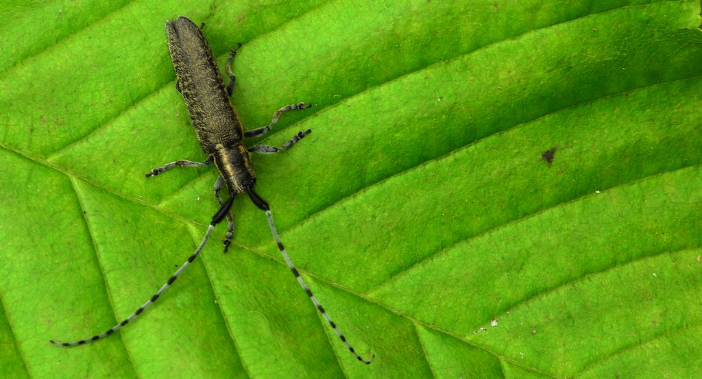 Zgrzytnica zielonawa, zgrzytnica zielonawowłosa (Agapanthia villosoviridescens)