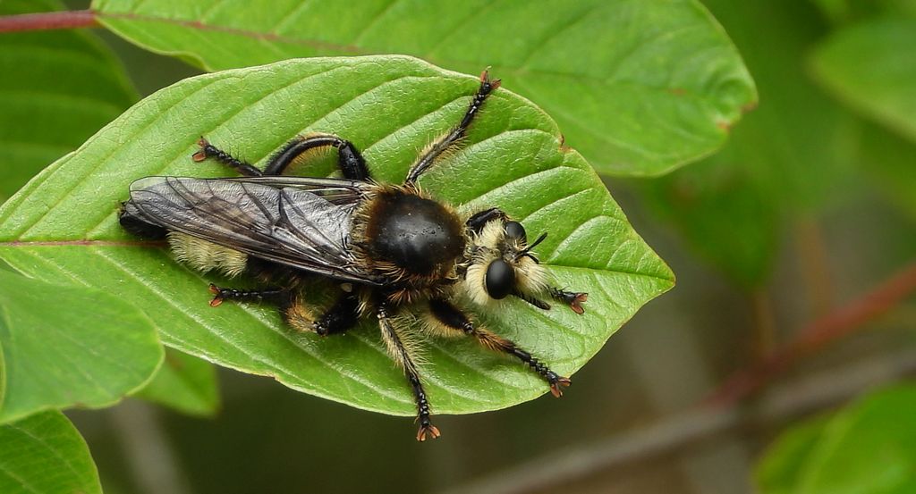 Wierzchołówka włochata, wierzchołówka garbata (Laphria gibbosa)