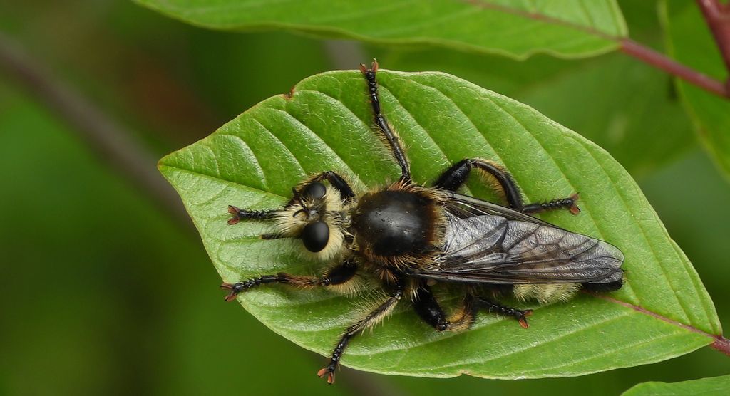 Wierzchołówka włochata, wierzchołówka garbata (Laphria gibbosa)