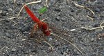 Szafranka czerwona (Crocothemis erythraea)