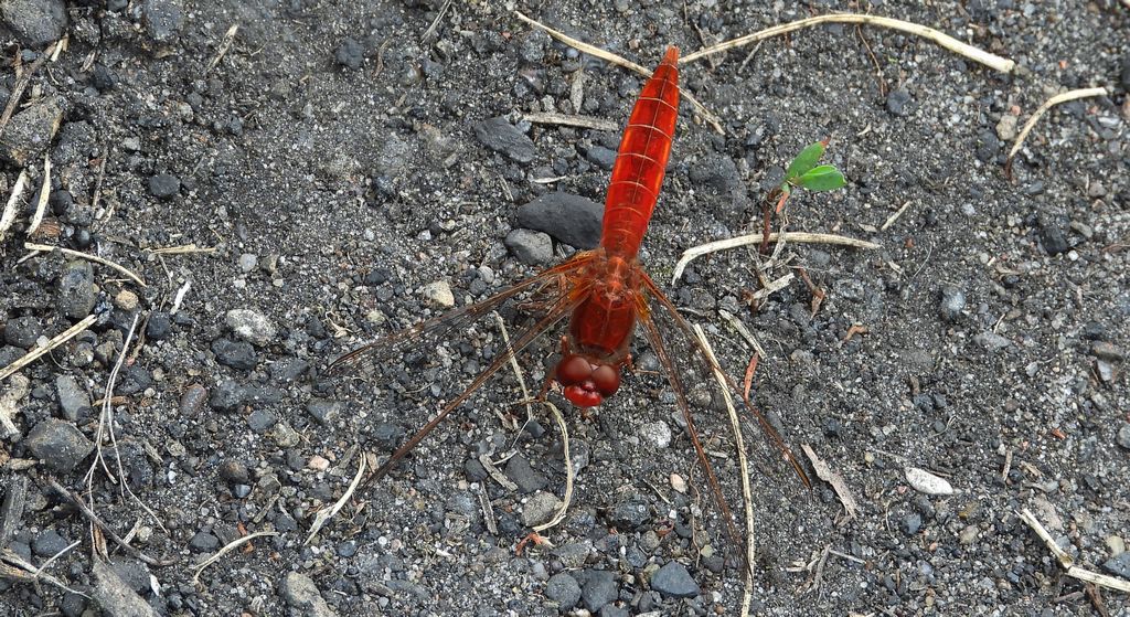 Szafranka czerwona (Crocothemis erythraea)