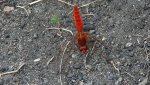 Szafranka czerwona (Crocothemis erythraea)