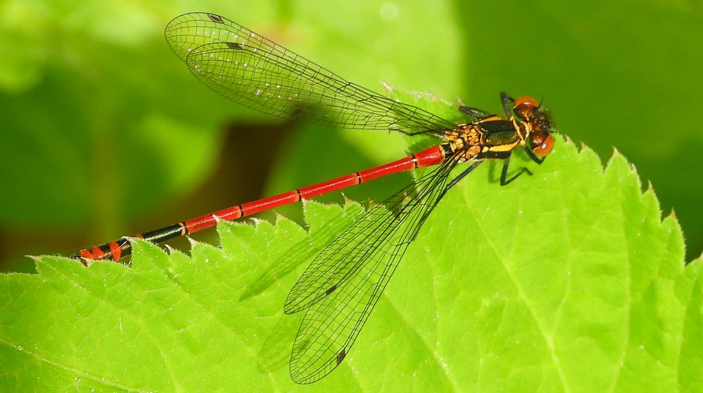 Łunica czerwona (Pyrrhosoma nymphula)