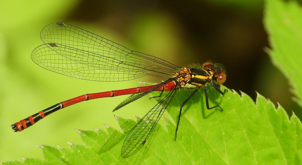 Łunica czerwona (Pyrrhosoma nymphula)