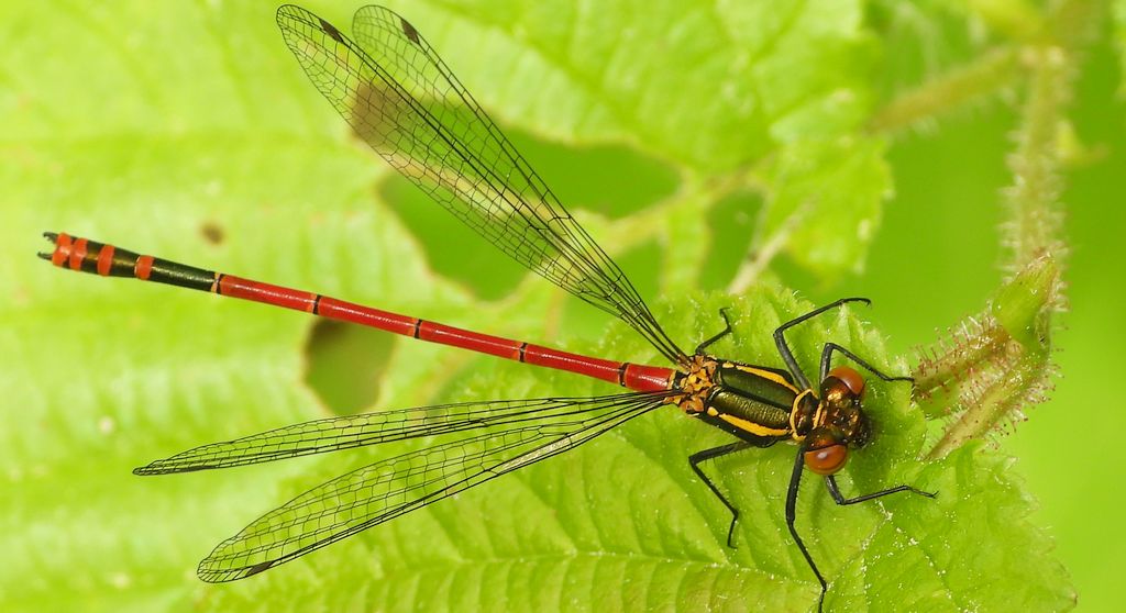 Łunica czerwona (Pyrrhosoma nymphula)