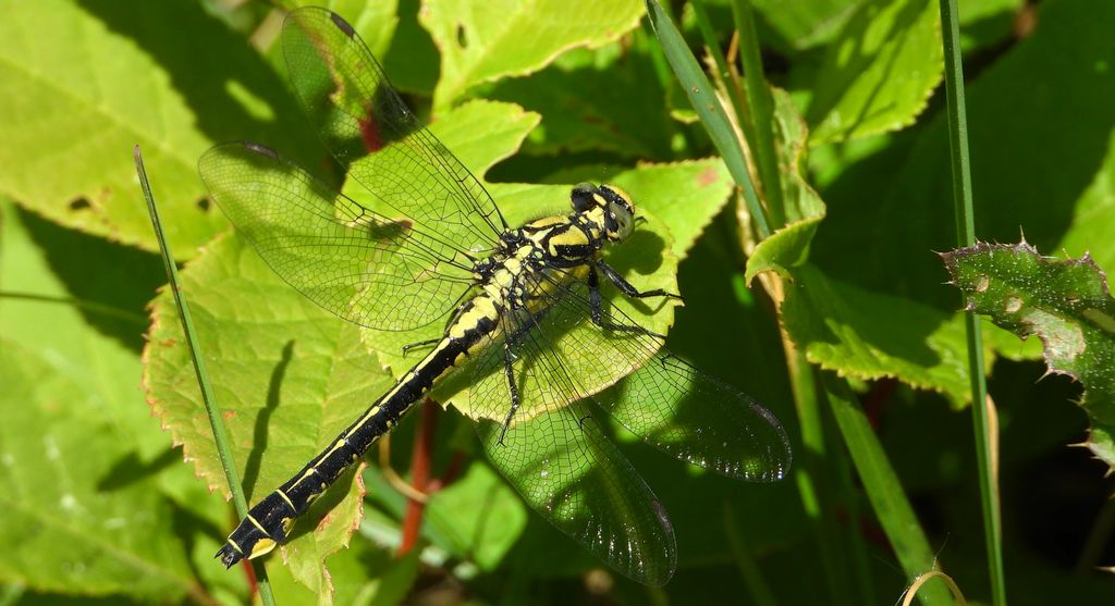 Gadziogłówka pospolita (Gomphus vulgatissimus)