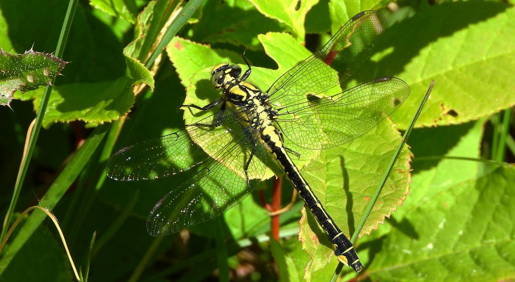 Gadziogłówka pospolita (Gomphus vulgatissimus)
