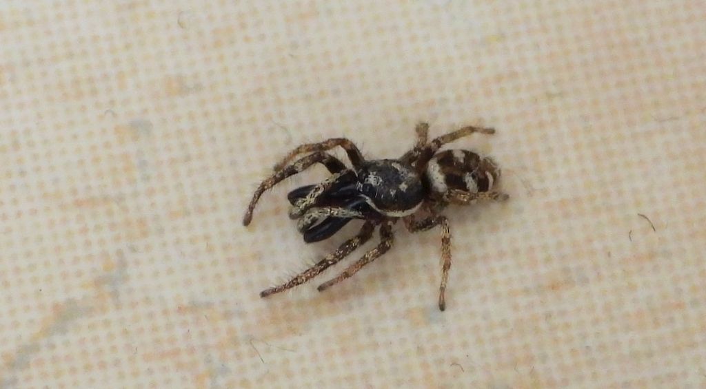 Skakun arlekinowy, pląs zebra (Salticus scenicus)