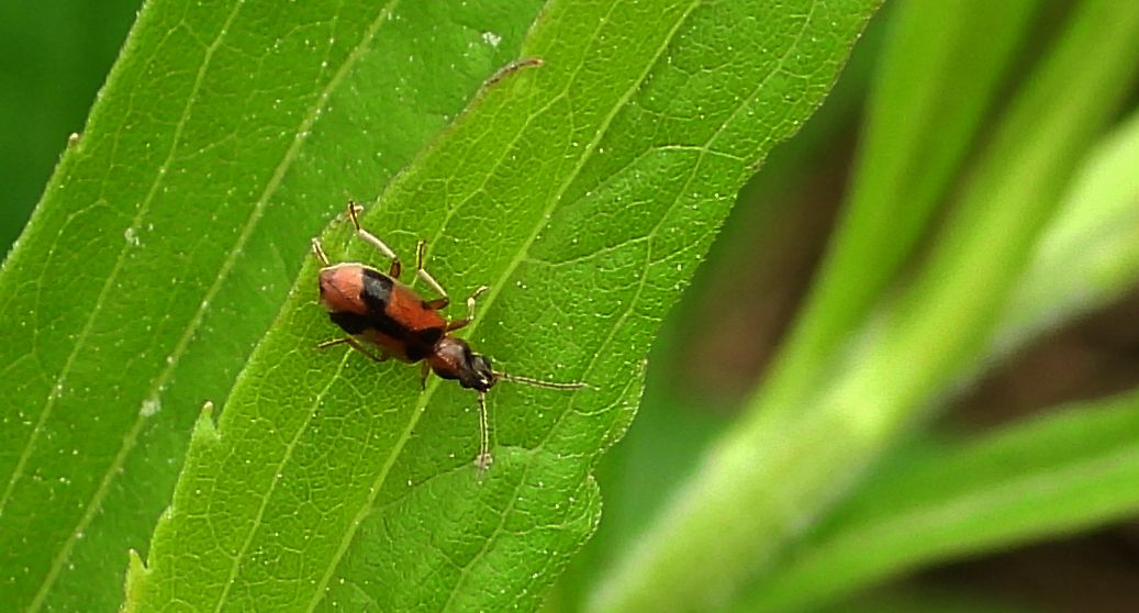 Gliczyca jednorożec (Notoxus monoceros)