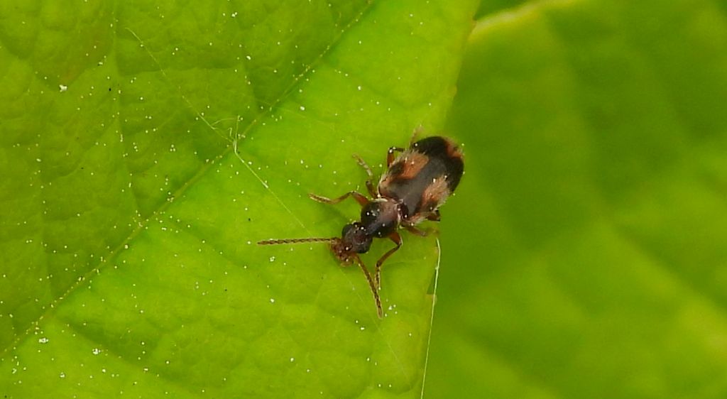 Gliczyca jednorożec (Notoxus monoceros)