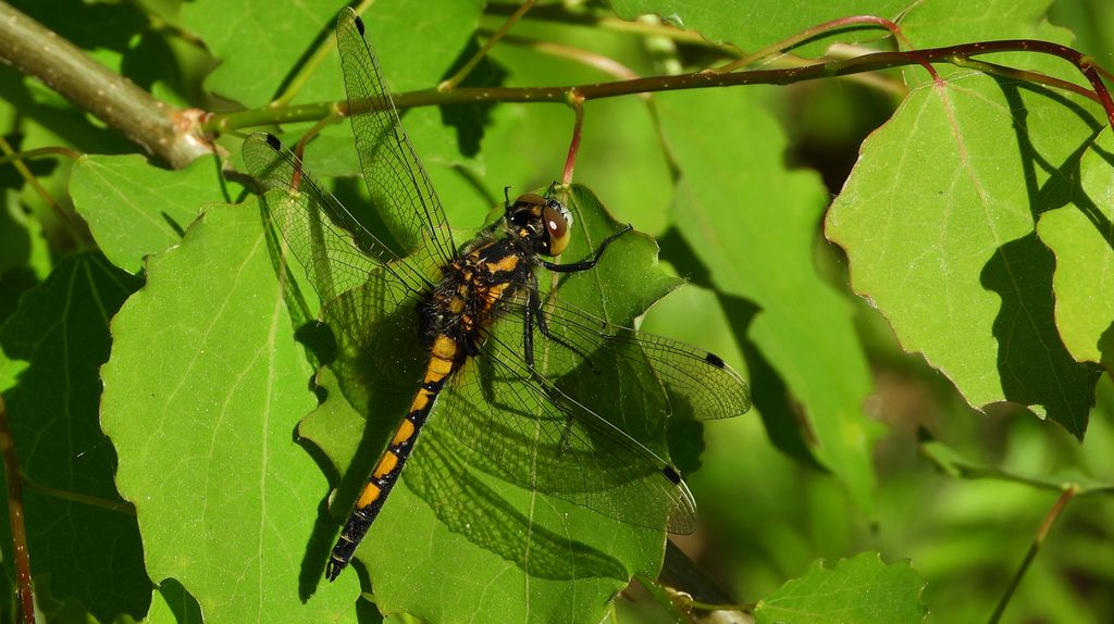 Zalotka większa (Leucorrhinia pectoralis)