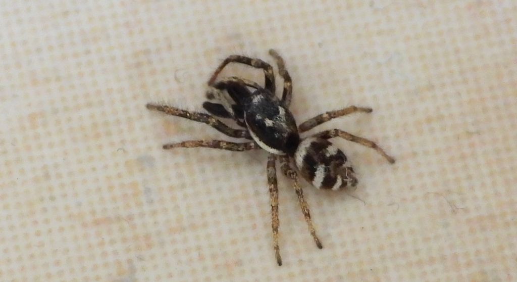 Skakun arlekinowy, pląs zebra (Salticus scenicus)