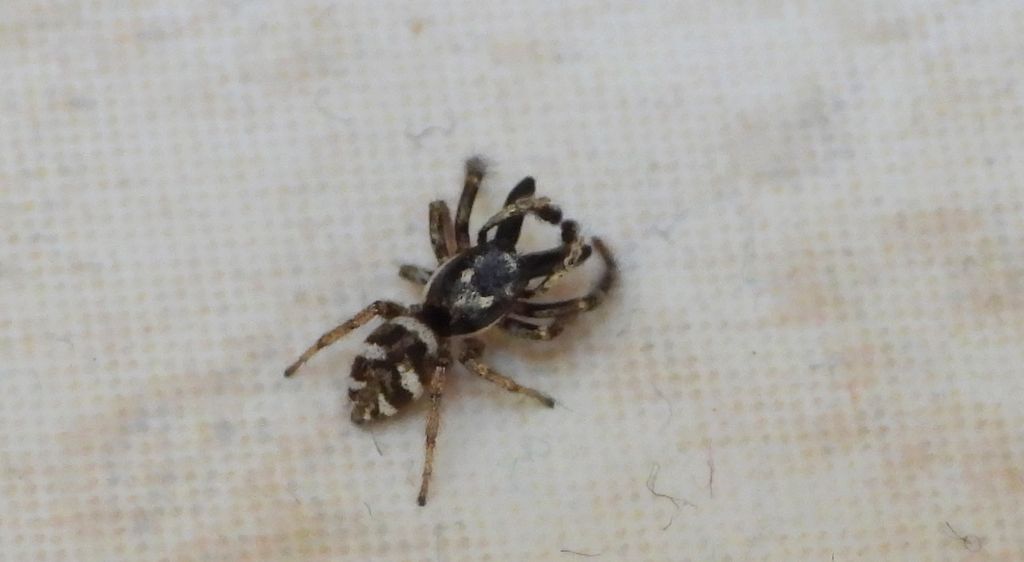 Skakun arlekinowy, pląs zebra (Salticus scenicus)