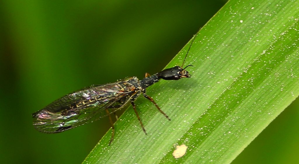 Wielbłądka mała (Xanthostigma xanthostigma)