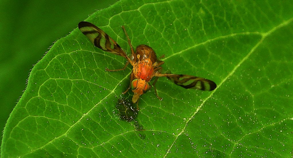 Muszka owocowa (Anastrepha bistrigata)