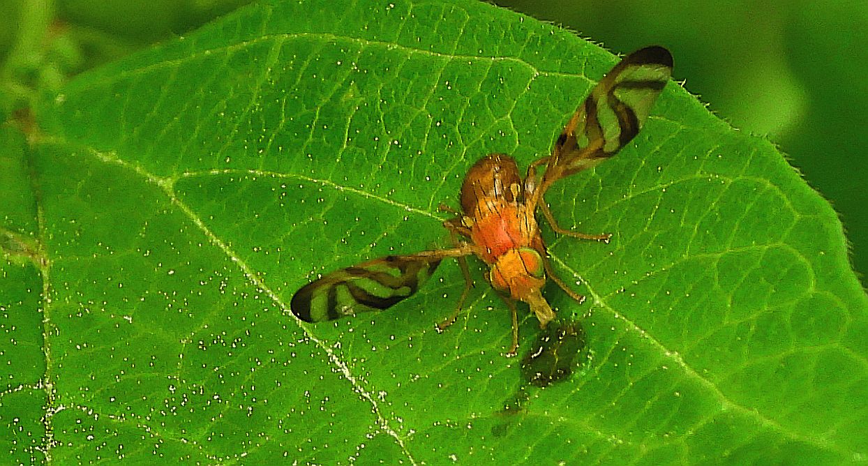 Muszka owocowa (Anastrepha bistrigata)