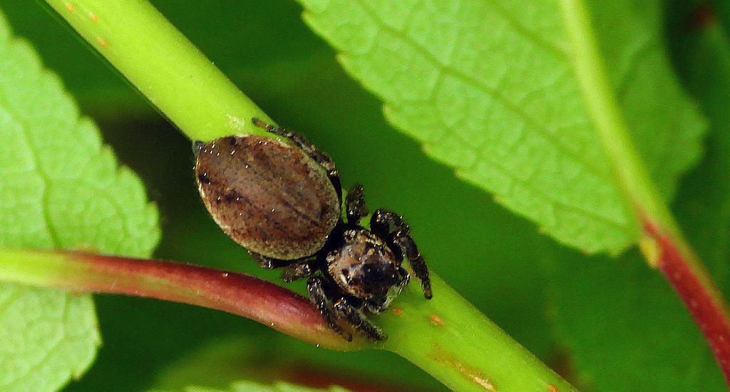Pyrgun nazielny (Evarcha arcuata)