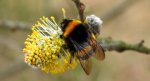 Trzmiel ziemny (Bombus terrestris)