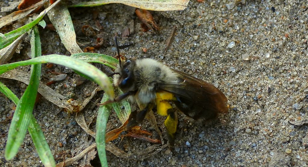Pszczolinka napiaskowa, pszczolinka łysawa, pszczolinka szeroka (Andrena vaga)
