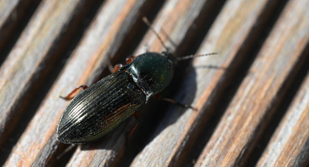 Ponęc lśniący (Selatosomus aeneus)