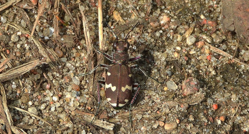 Trzyszcz piaskowy, trzyszcz piaskowiec (Cicindela hybrida)