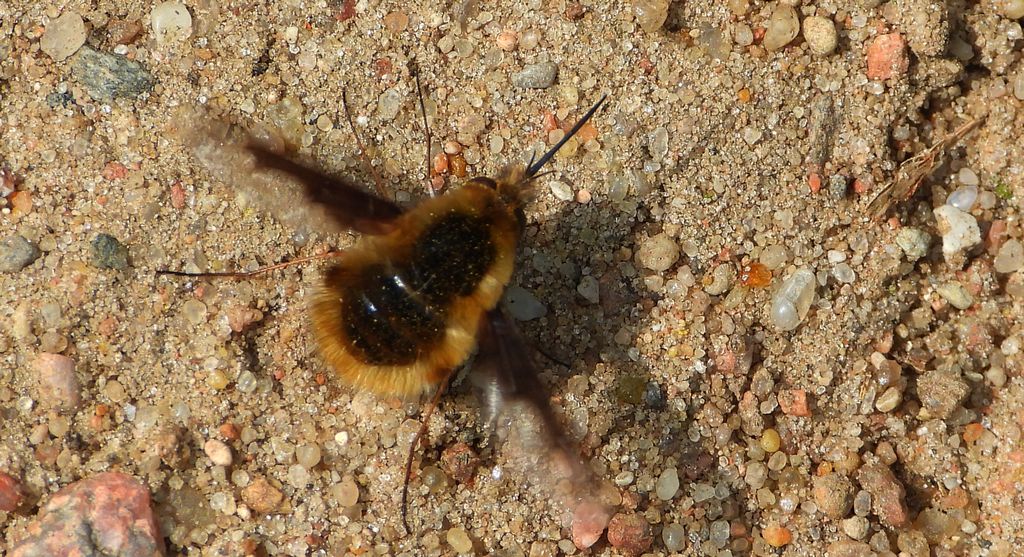 Bujanka większa (Bombylius major)