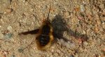 Bujanka większa (Bombylius major)