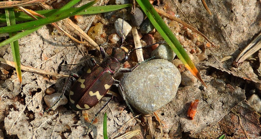 Trzyszcz piaskowy, trzyszcz piaskowiec (Cicindela hybrida)